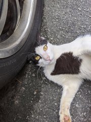 Billy - Domestic Short Hair Cat