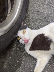 Billy - Domestic Short Hair Cat