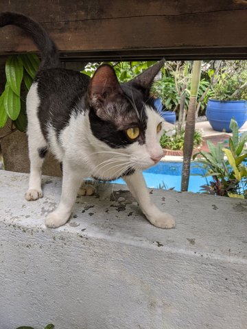 Billy - Domestic Short Hair Cat