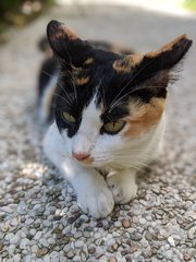 Bossy - Domestic Short Hair Cat