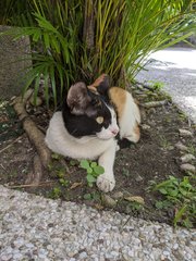 Bossy - Domestic Short Hair Cat