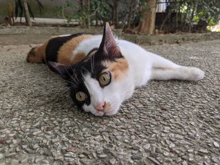 Bossy - Domestic Short Hair Cat