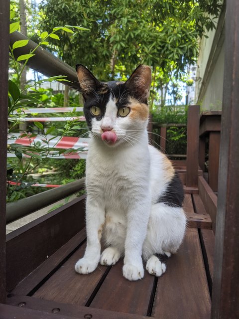 Bossy - Domestic Short Hair Cat