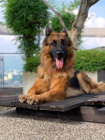 Dutchess - German Shepherd Dog Dog