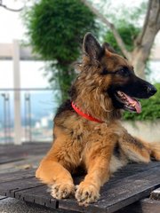 Dutchess - German Shepherd Dog Dog