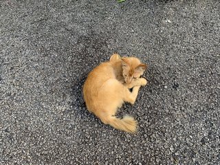 Ginger Boy - Domestic Short Hair Cat