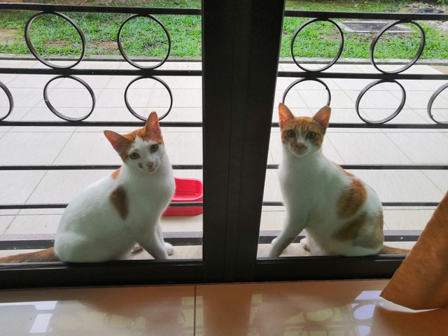 Whitey &amp; Brownie (The Dog-friendly Cats) - Domestic Short Hair Cat