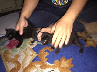 4 Kittens Need Foster - Domestic Short Hair Cat