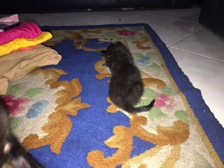 4 Kittens Need Foster - Domestic Short Hair Cat