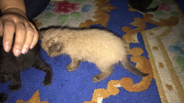 4 Kittens Need Foster - Domestic Short Hair Cat