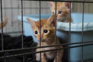 Cat And Kitten - Domestic Medium Hair Cat