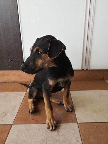 Miko - Doberman Pinscher Mix Dog