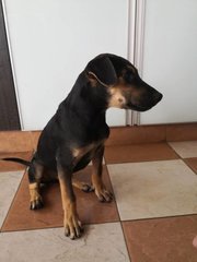 Miko - Doberman Pinscher Mix Dog