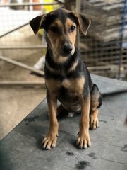 PF99937 - Mixed Breed Dog