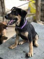 PF99937 - Mixed Breed Dog