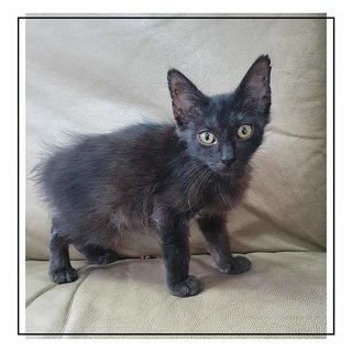 Salem (Name Undecided) - Domestic Medium Hair Cat