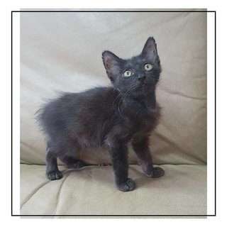 Salem (Name Undecided) - Domestic Medium Hair Cat