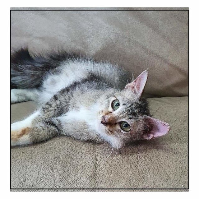 Apple - Domestic Long Hair Cat