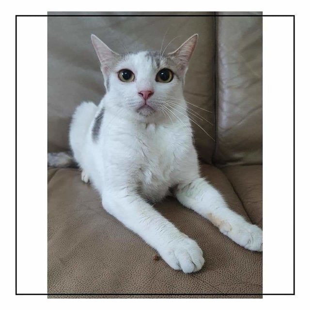 Mochi (Name Undecided) - Singapura Cat