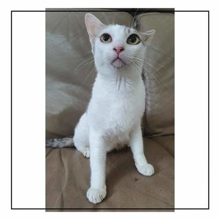 Mochi (Name Undecided) - Singapura Cat