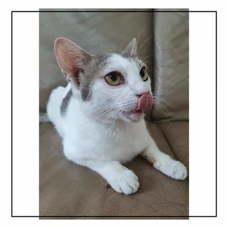 Mochi (Name Undecided) - Singapura Cat