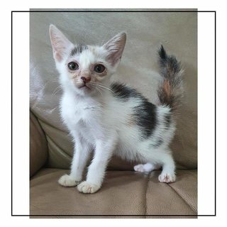 Laika (Name Undecided) - Singapura + Domestic Medium Hair Cat