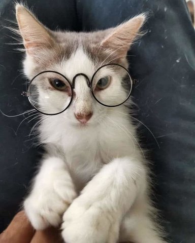 Snowflake - Domestic Medium Hair Cat