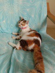 Mimi - Domestic Short Hair + Calico Cat