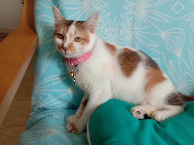 Mimi - Domestic Short Hair + Calico Cat