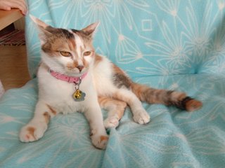 Mimi - Domestic Short Hair + Calico Cat