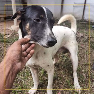 Blackface - Mixed Breed Dog