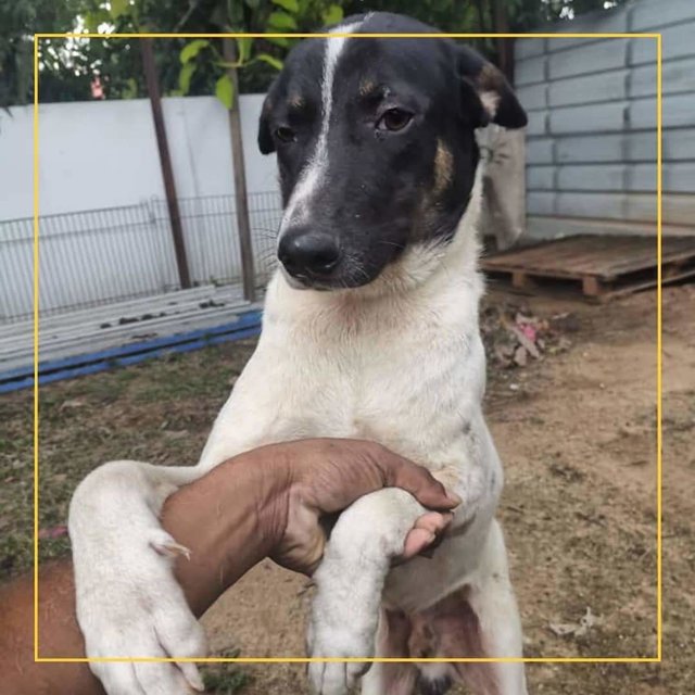 Blackface - Mixed Breed Dog