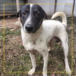 Blackface - Mixed Breed Dog