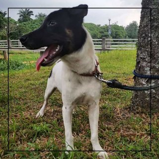 Blackface - Mixed Breed Dog