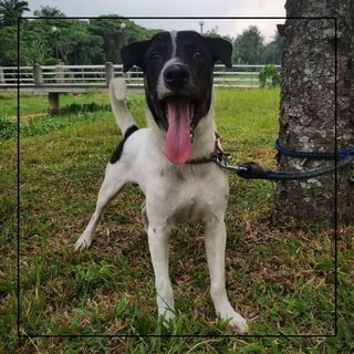 Blackface - Mixed Breed Dog