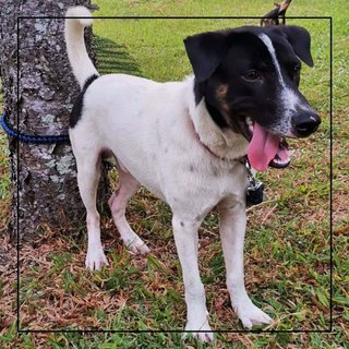 Blackface - Mixed Breed Dog