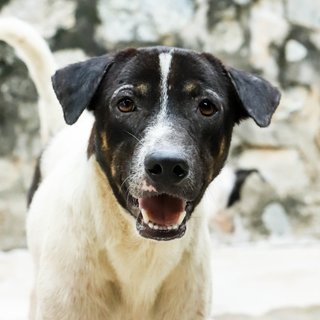 Blackface - Mixed Breed Dog