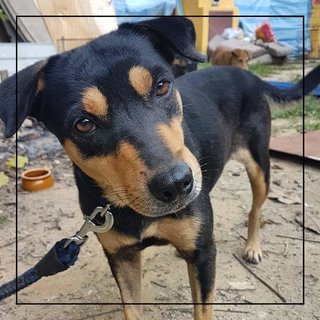 Ruby  - Mixed Breed Dog