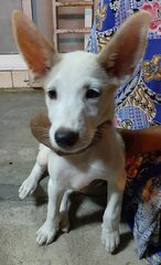 Snow White - Mixed Breed Dog