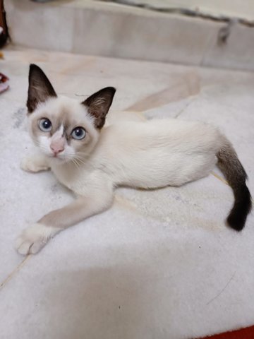 No Name - Siamese Cat