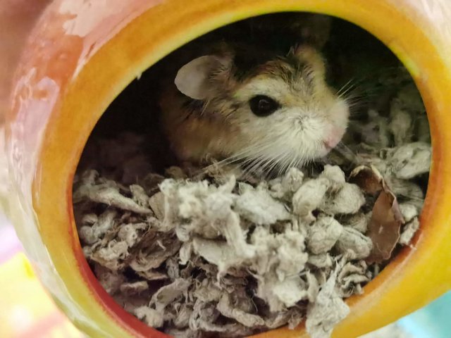 Hamburger  - Roborovsky's Hamster Hamster