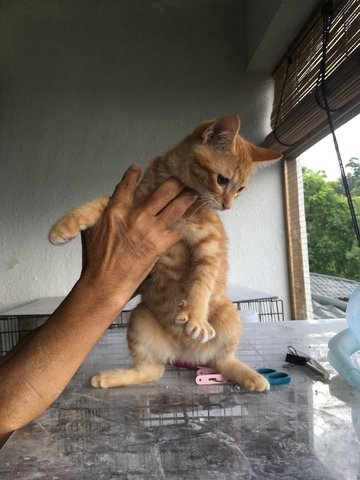 Ginger  - Domestic Short Hair Cat