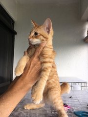 Ginger  - Domestic Short Hair Cat