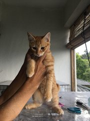 Ginger  - Domestic Short Hair Cat