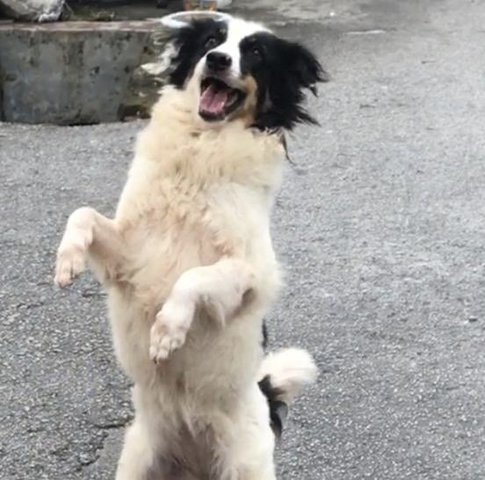 Five Collie Sisters (Pix Attached) - Border Collie Mix Dog