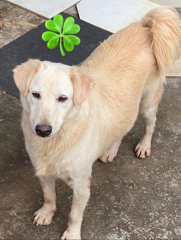 Molly Molly - Golden Retriever Mix Dog