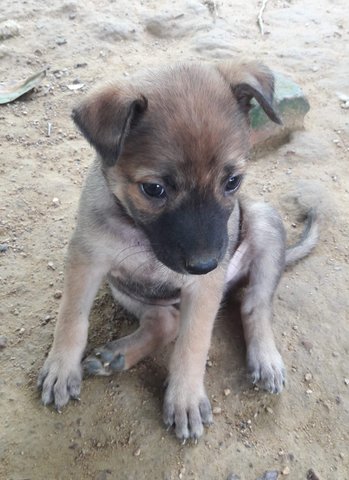 Mixed Breed Puppy  - Mixed Breed Dog