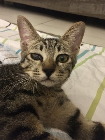 Samson - Domestic Short Hair + Tabby Cat