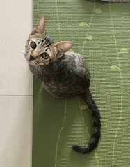 Samson - Domestic Short Hair + Tabby Cat