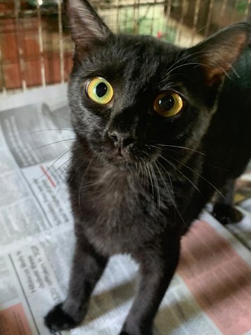 Yellow Eyes (Black) - Domestic Short Hair Cat